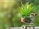 Buy marijuana online (420buds2go) - Los Angeles, CA, USA