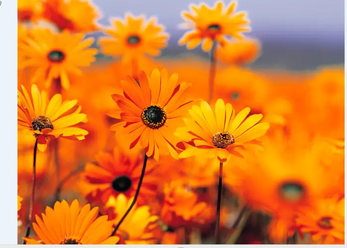 Rahmat Flower Service, Martock, Somerset, United Kingdom