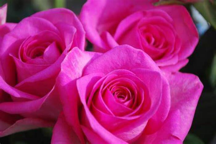 Malik Flower Service, Martock, Somerset, United Kingdom