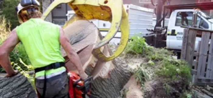 Macon Tree Service by Blalock, Macon, GA, USA