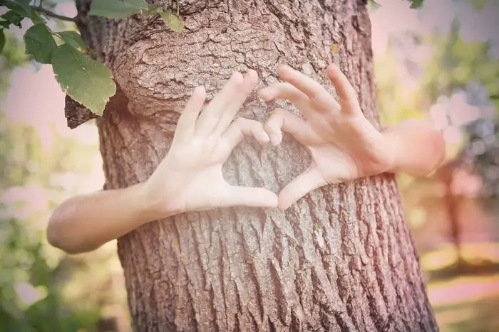 Tree Services Pasadena, Deer Park, TX, USA