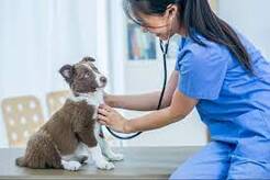 24/7 Local Veterinarian - Boston, MA, USA