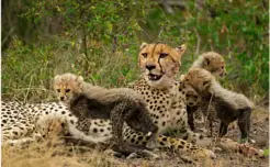 wildlife safaris wildlife safaris