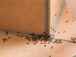 Ants Control Adelaide - Adelaide, SA, Australia