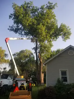 Bay Tree Removal Service - Haywrad, CA, USA