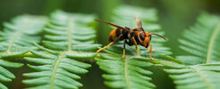 Bee Wasp Removal Melbourne - Melbourne, VIC, Australia