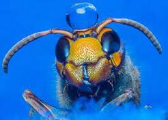 Buzzoff wasp - Kendal, Cumbria, United Kingdom