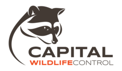 Capital Wildlife Control - Ottawa, ON, Canada