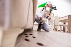 Cream City Termite Removal Experts - Milwaukee, WI, USA