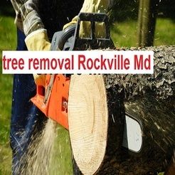 David and Son Tree Service - Rockville, MD, USA