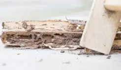 Diamond State Termite Removal Experts - Harrington, DE, USA