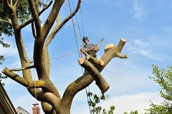 Edmonds Tree Service Pros - Edmonds, WA, USA Edmonds Tree Service Pros - Edmonds, WA, USA