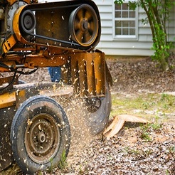 Flat Tree Service - Plano, TX, USA