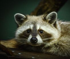 Frogtown Wildlife Control Experts - Frederica, DE, USA Frogtown Wildlife Control Experts - Frederica, DE, USA