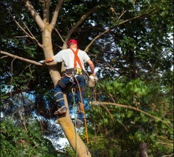 Gainesville Tree Experts - Gainesville, GA, USA