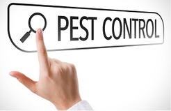 Greater Katy Pest Control Experts - Katy, TX, USA