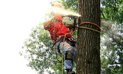 Greenville Tree Services - Greenville, NC, USA