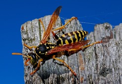 Instant Wasp Removal - Melbourne, VIC, Australia