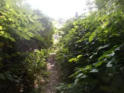 Japanese knotweed removal Japanese knotweed removal