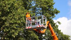 Little River Tree Service - Vacaville, CA, USA