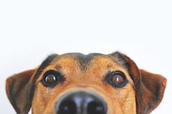 Mobile Dog Grooming - Brisbane, QLD, Australia Mobile Dog Grooming - Brisbane, QLD, Australia