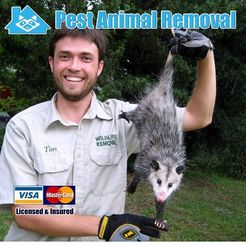 Pest Animal Columbia - Columbia, SC, USA