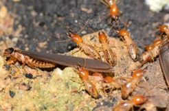 Pest Control Hawthorne - Hawthorne, QLD, Australia