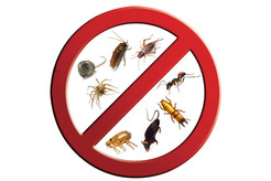 Pest Control Poplar