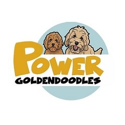 Power Goldendoodles - Boise, ID, USA
