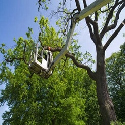 Premiere Tree Service of Westport - Westport, CT, USA