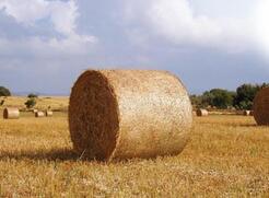 Hay neatly wrapped in high-quality net wrap, sitting in an open field for optimal preservation. Hay neatly wrapped in high-quality net wrap, sitting in an open field for optimal preservation.