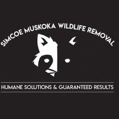 Simcoe Muskoka Wildlife Removal - Minesing, ON, Canada