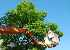 Stark Tree Service and Stump Grinding - Canton, OH, USA