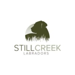 Still Creek Labradors - Tennessee, TN, USA