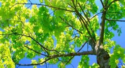 Stockport Tree Surgeon - Stockport, Greater Manchester, United Kingdom Stockport Tree Surgeon - Stockport, Greater Manchester, United Kingdom