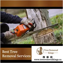 TREE REMOVAL KINGS - Toronto (ON), ON, Canada