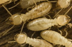 Termite Control Perth - Beeline Pest Control - Swan View, WA, Australia