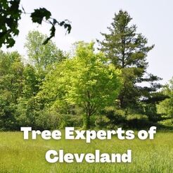 Tree Service Cleveland Tree Service Cleveland