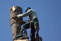 Tree Removal Lancaster - Lancaster, PA, USA