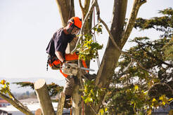 Tree Service Auburn Alabama - Auburn, AL, USA