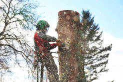 Tree Service Belleville IL - Belleville, IL, USA