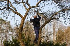Tree Surgeon Sunderland - Barnet, Hertfordshire, United Kingdom