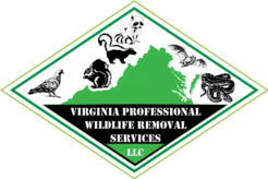 Virginia Professional Wildlife Removal Services - Richmond, VA, USA