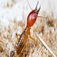 247 Termite Inspection Melbourne - Melbourne, VIC, Australia