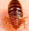 Bed Bugs Control Canberra - Canberra, ACT, Australia