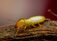 Choice City Termite Removal Expert - Fort Collins, CO, USA