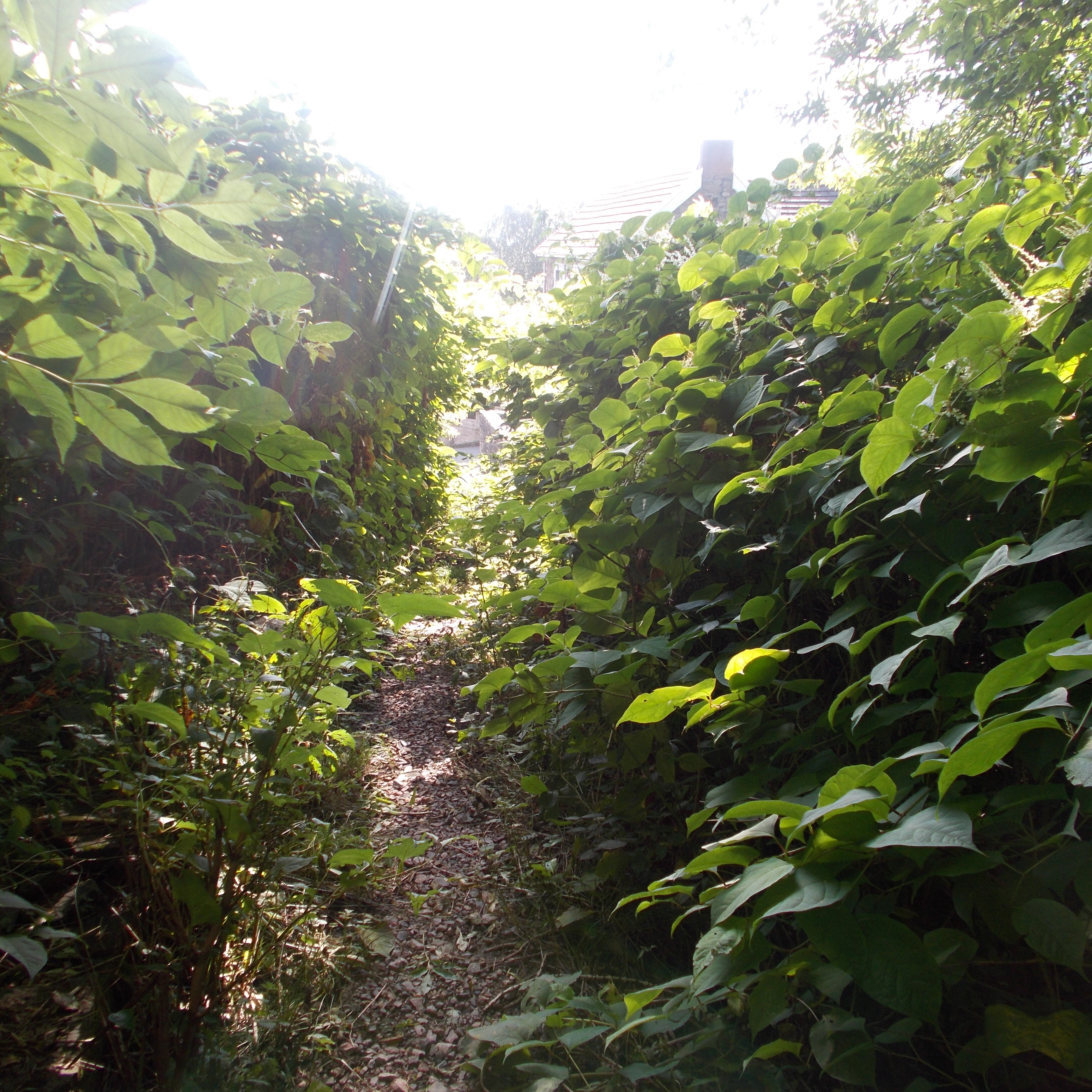 Japanese knotweed removal
