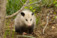 Morris Possum Removal Adelaide - Adelaide, SA, Australia