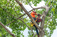 Newcastle Tree Service LLC - Newcastle, CA, USA