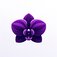 Orchid Decor logo of a purple orchid flower